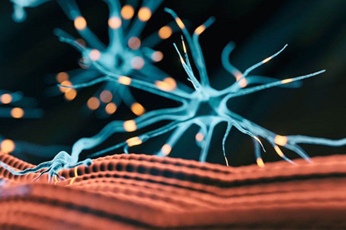 Three-dimensional rendered image depicting a neuromuscular junction, where a nerve end splits into several neural end plates on different muscle cells.